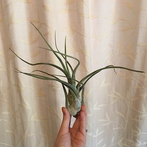• SOLD OUT • ✨ Large Medusa Air Plant